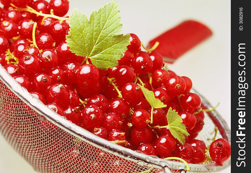 Red currant on a white background