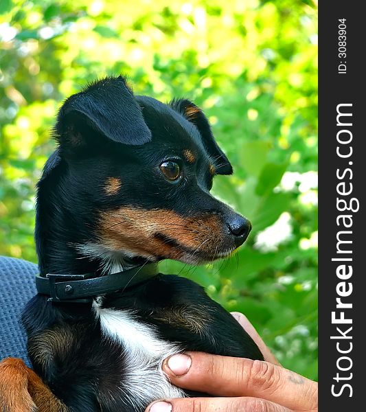 A close-up of small dog with big eyes on hands of its master. Russian Far East, Primorye.