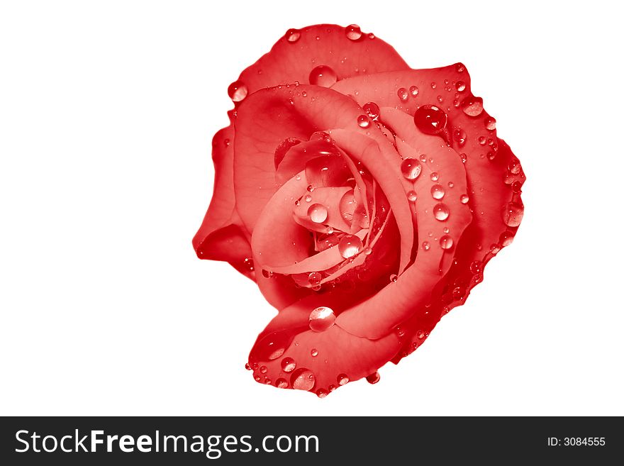 Isolated rose in drops