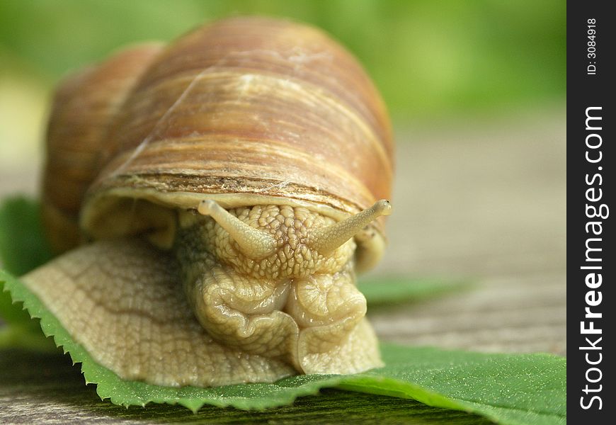 Close up of the edible snail. Close up of the edible snail