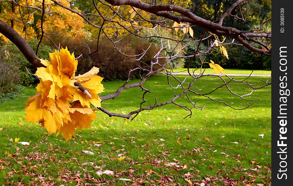 Canon 20D. Wreath from maple leaves in park. Canon 20D. Wreath from maple leaves in park