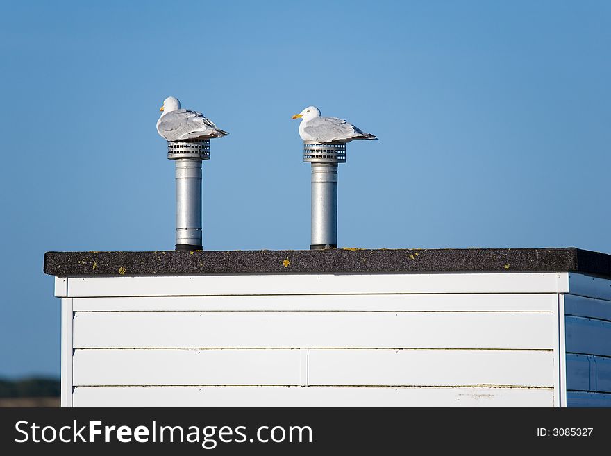 Two sea gulls sitting on vent pipes. Two sea gulls sitting on vent pipes