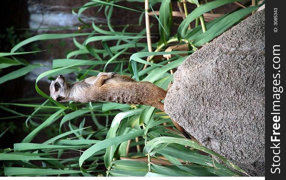 Lone meerkat standing on a rock at the Memphis Zoo.