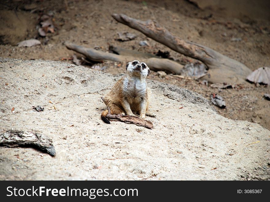 Lone meerkat deep in thought, staring up at the sky while sitting on the ground.