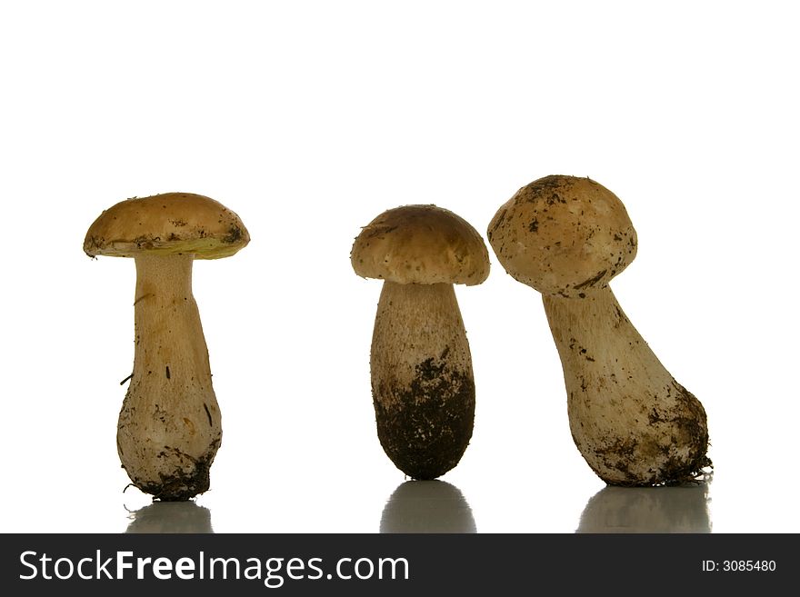 Isolated mushrooms over white background