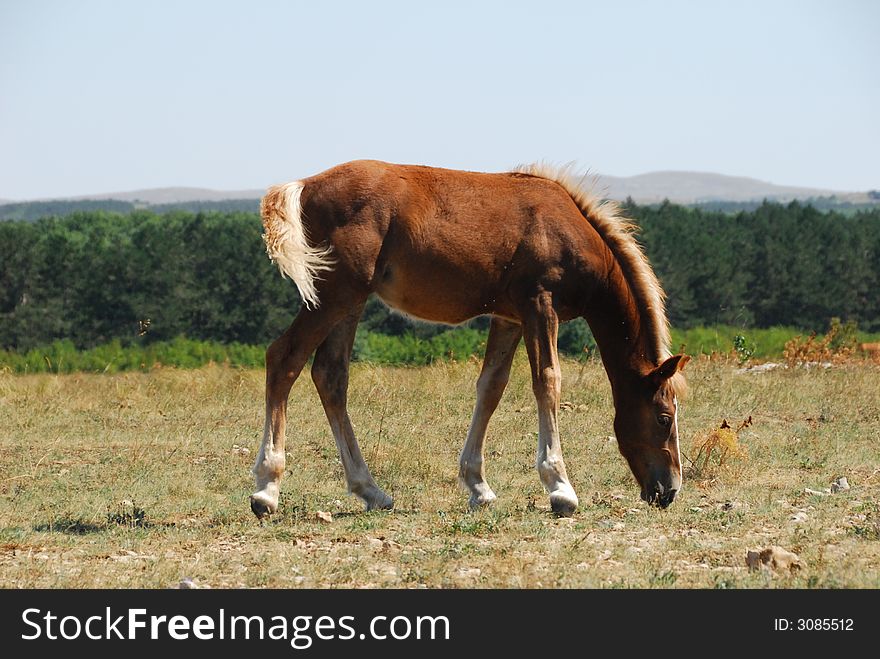 Horse On Pasture
