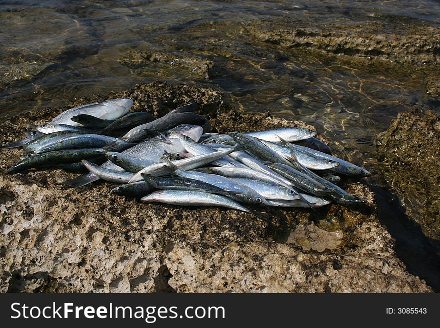 Fresh fish on a beach