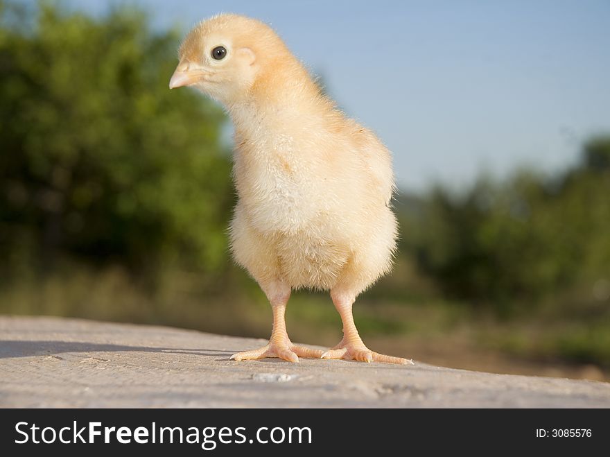 Sunny light little chicken looking at you. In warm natural light. Sunny light little chicken looking at you. In warm natural light