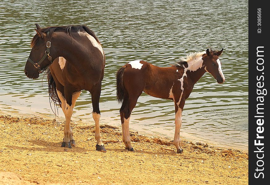 A horse and foal standing on the shore of a small lake. A horse and foal standing on the shore of a small lake.