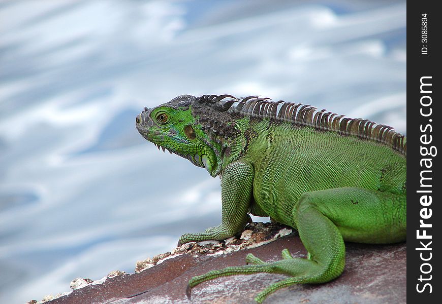 Photo of tropical green iguana in Florida