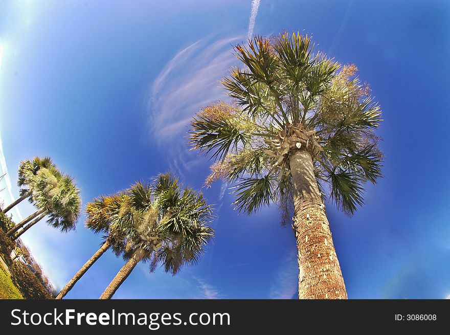 Vibrant Blue Sky, Palm Trees, Clouds, Clear Day. Vibrant Blue Sky, Palm Trees, Clouds, Clear Day