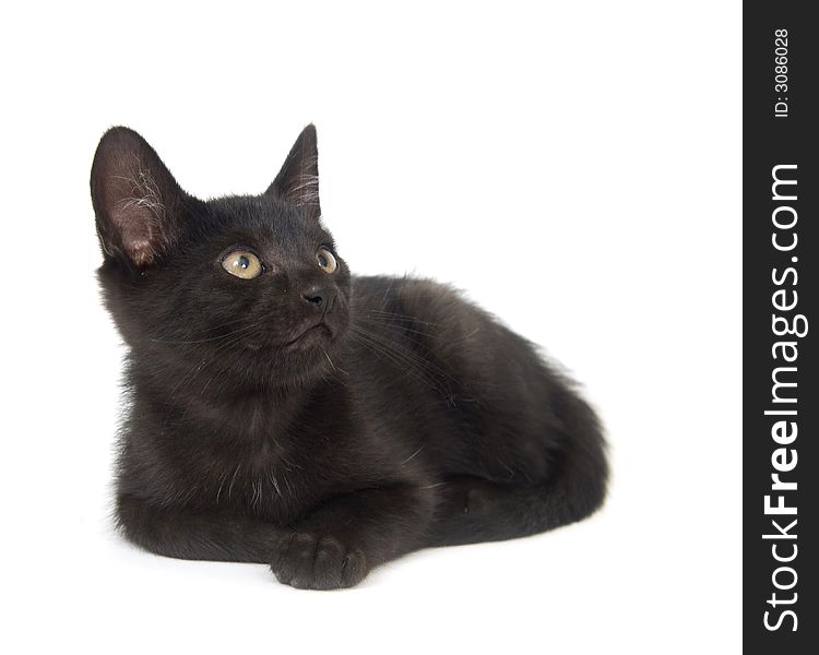 A black cat lays down for a rest on a white background. A black cat lays down for a rest on a white background