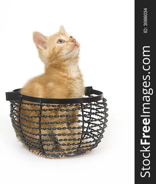 Yellow kitten in wire basket