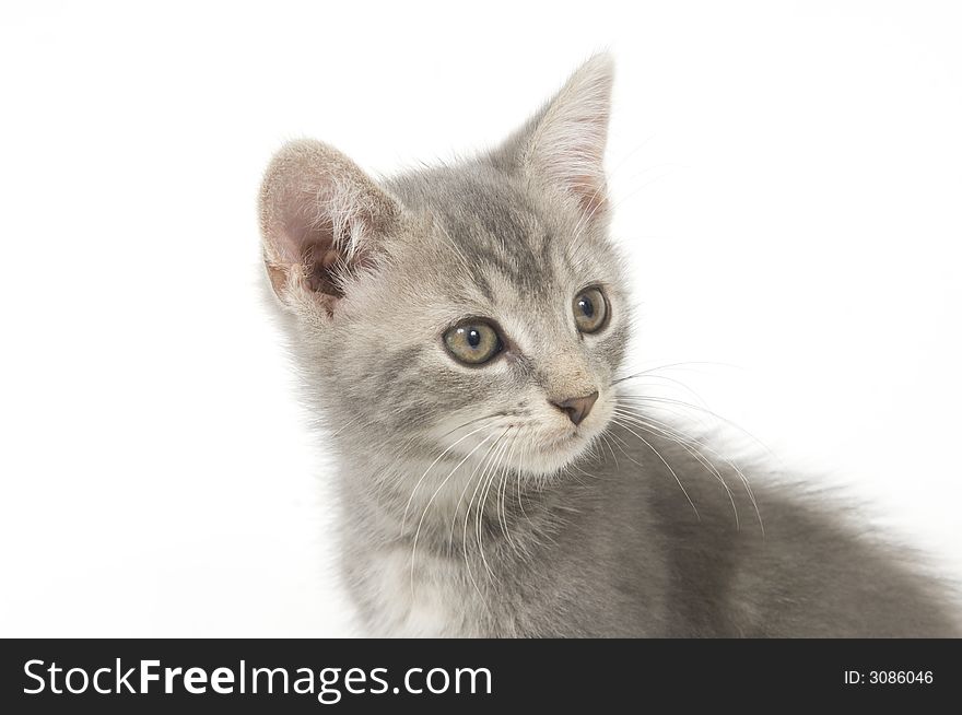 A gray kitten sitting on a white background