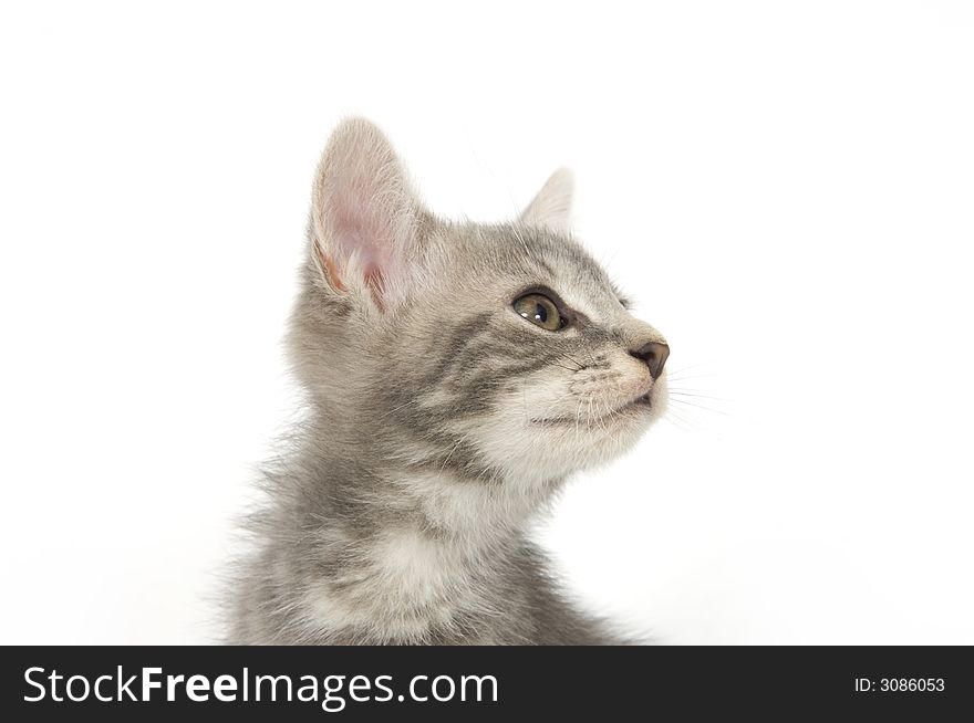 A gray kitten sitting on a white background