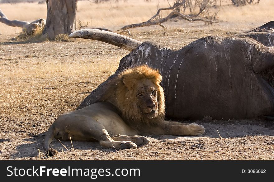 Lion at an elephant carcass in Savute (chobe national park, Botswana). Lion at an elephant carcass in Savute (chobe national park, Botswana)