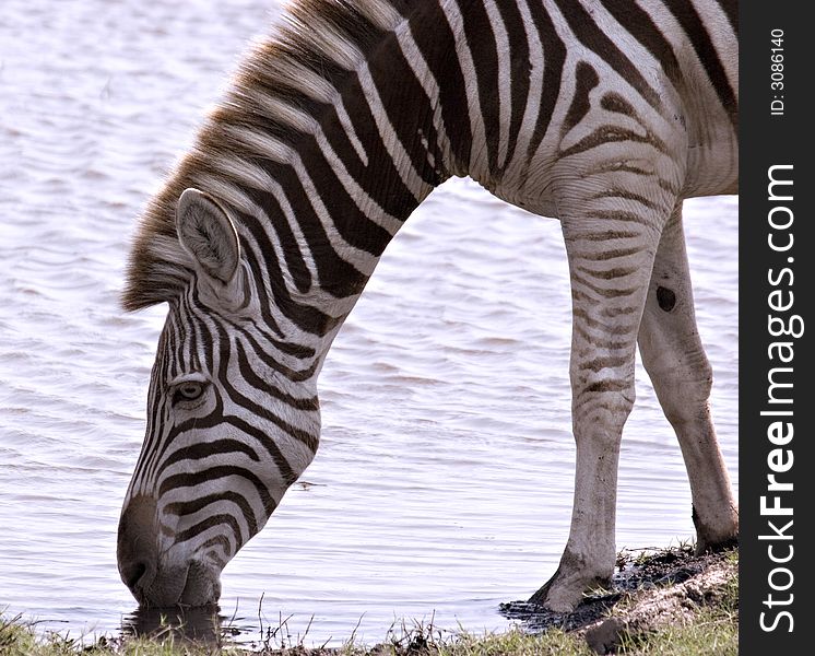 Zebra Quenching Its Thirst