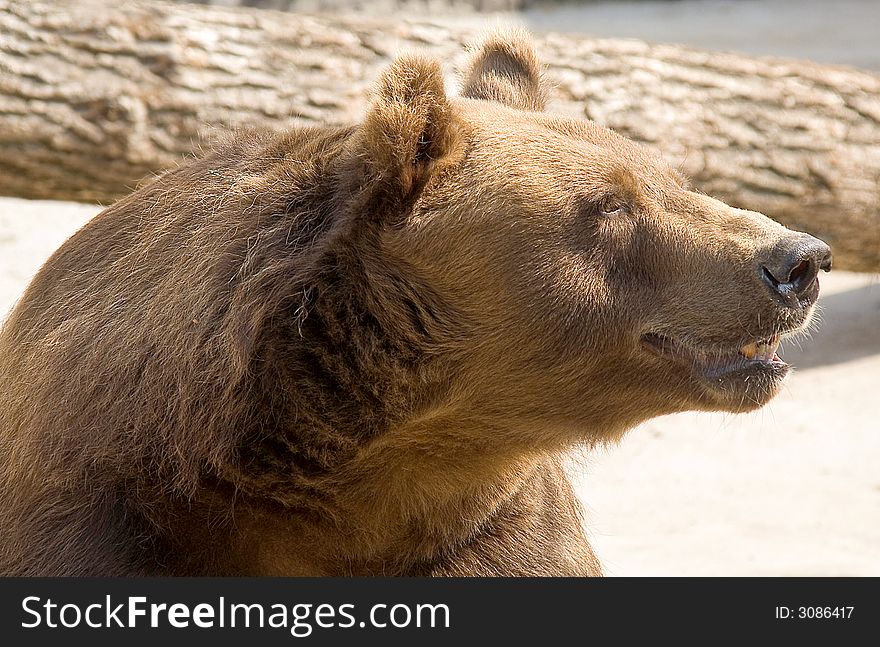 Brown bear in its enclosure. Brown bear in its enclosure