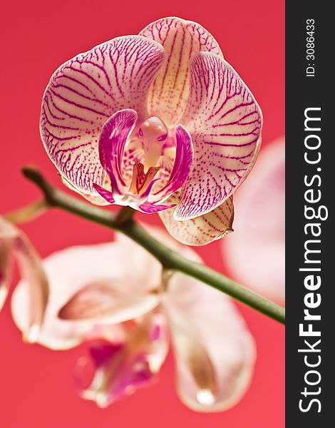 Close-up of a pink orchid over a pink background