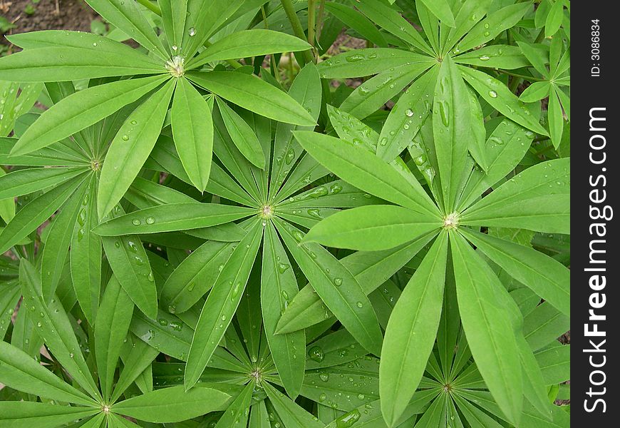 I have tooke the photo leaves lupinus in the evening after a rain