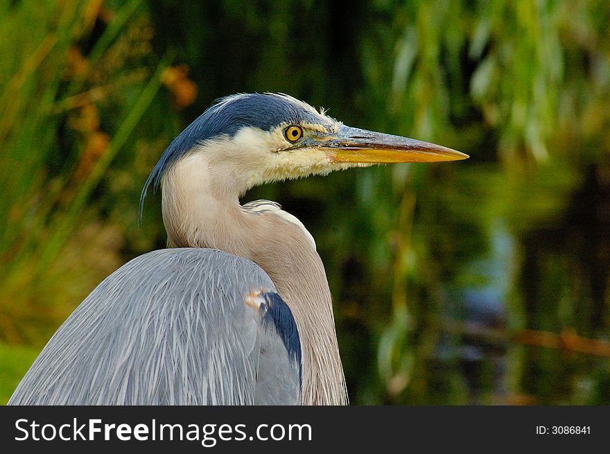 Portrait of young blue heron with water and plants as background. Portrait of young blue heron with water and plants as background