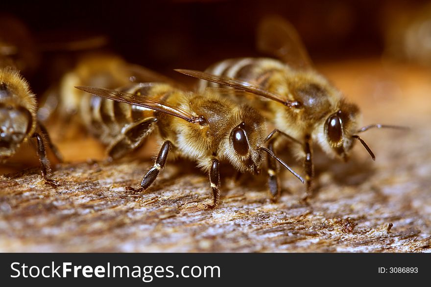 Bees sit beside entry in hive. Close-up. Bees sit beside entry in hive. Close-up.