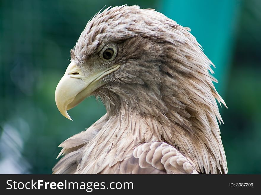 Gorgeous bird in zoo cage. Gorgeous bird in zoo cage