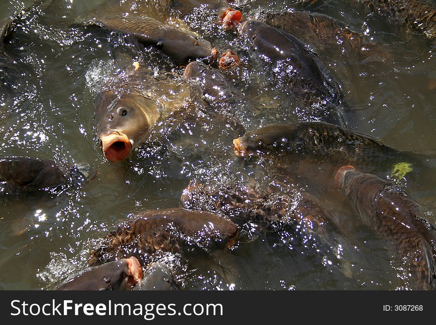 A lot of hungry fish in water