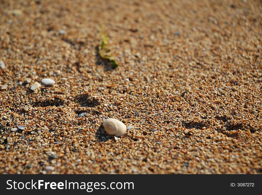 Bird's track on the sand