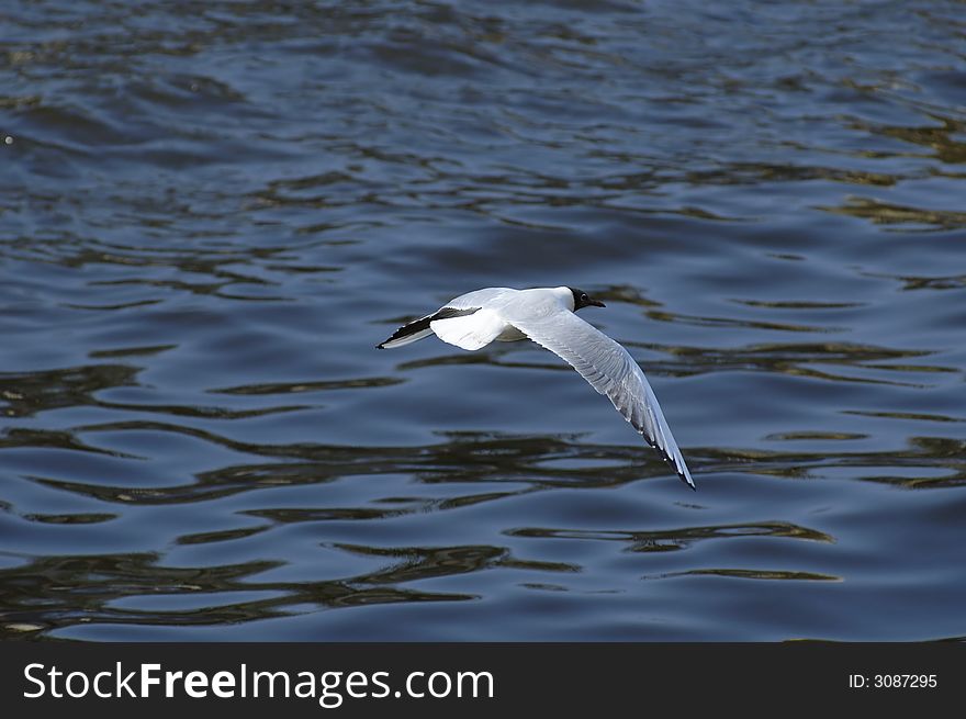 The gull flying above water