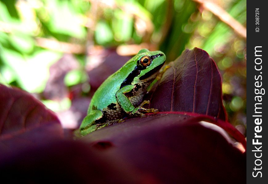 Macro of a green tree frog