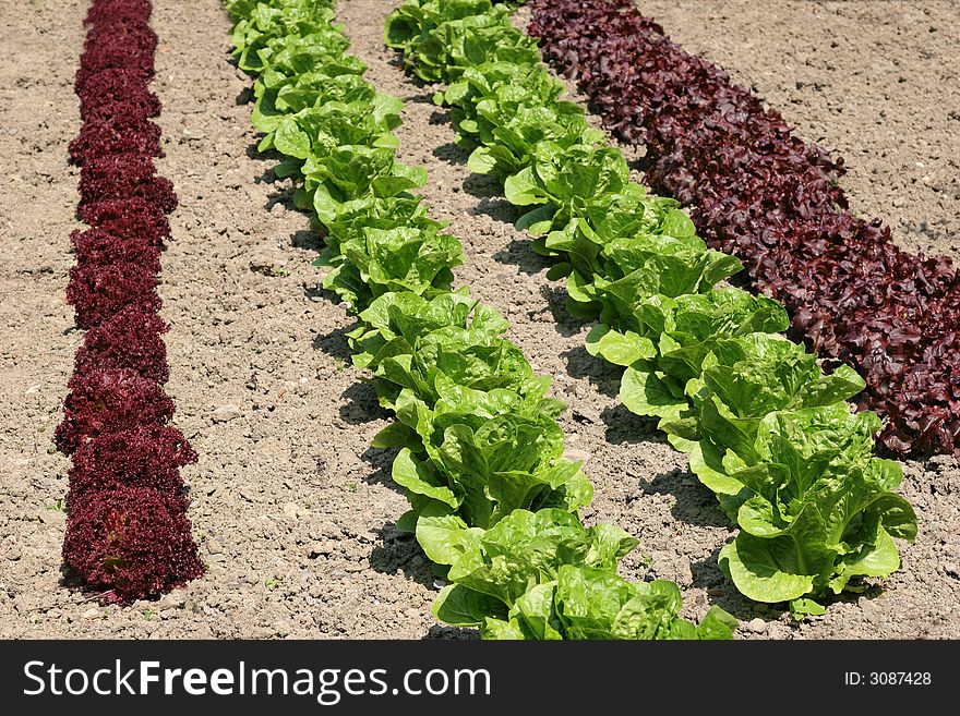 Rows of maroon colored lollo rossa and green romaine lettuces growing in earth. Rows of maroon colored lollo rossa and green romaine lettuces growing in earth.