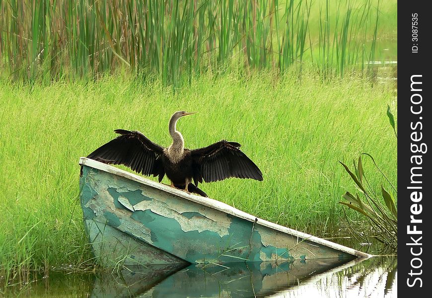 A Anhinga or Snake Bird drying its wings while perched on a partially submerged boat in a Florida Lake. includes copy space. A Anhinga or Snake Bird drying its wings while perched on a partially submerged boat in a Florida Lake. includes copy space