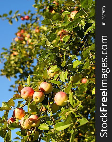 Red apples and leaves on blue sky. Red apples and leaves on blue sky