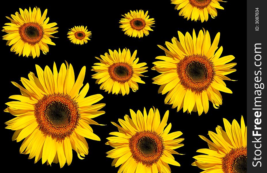 Sunflower flowerheads in full bloom against a black background. Sunflower flowerheads in full bloom against a black background.