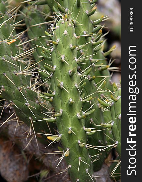 Close up of a big cactus leaf