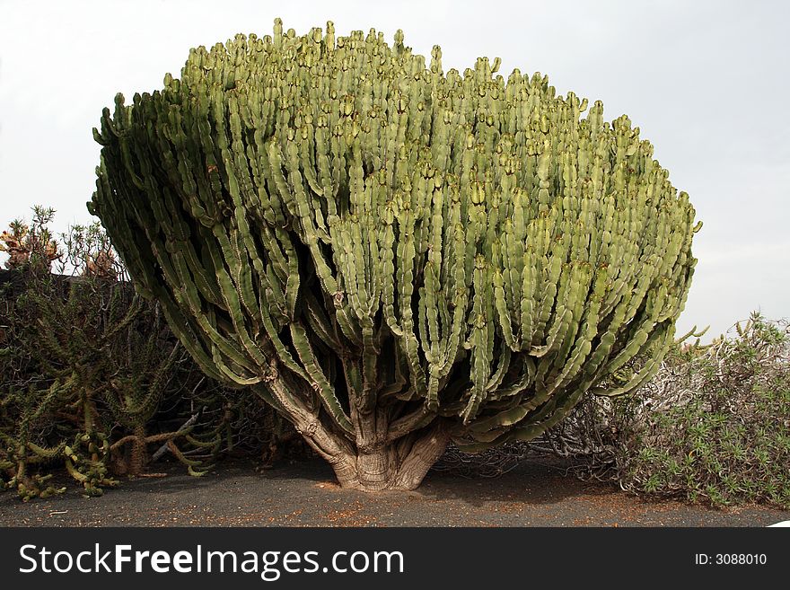 Big cactus tree in a botanic garden