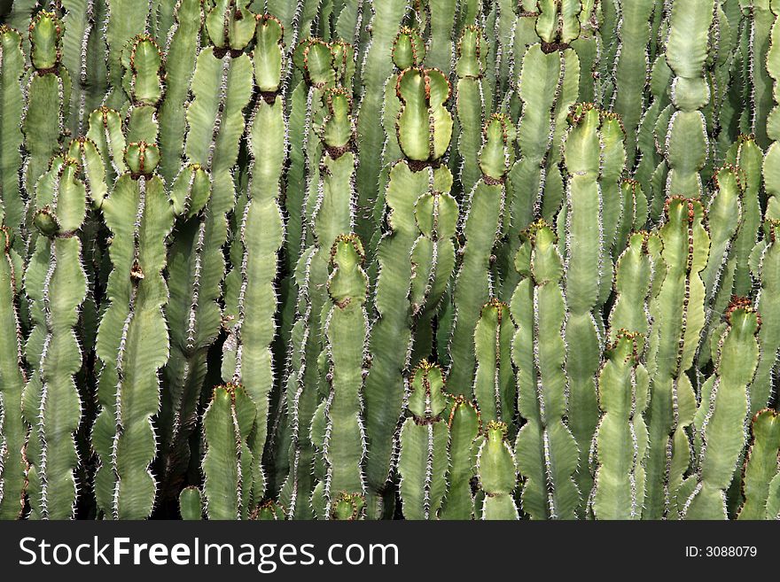 Green cactus branches texture and background