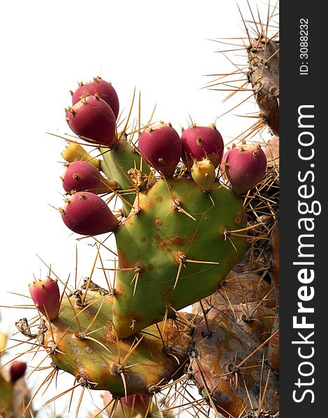 Big red cactus fruits on a leaf