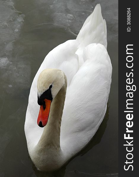 Swan walking on ice in winter