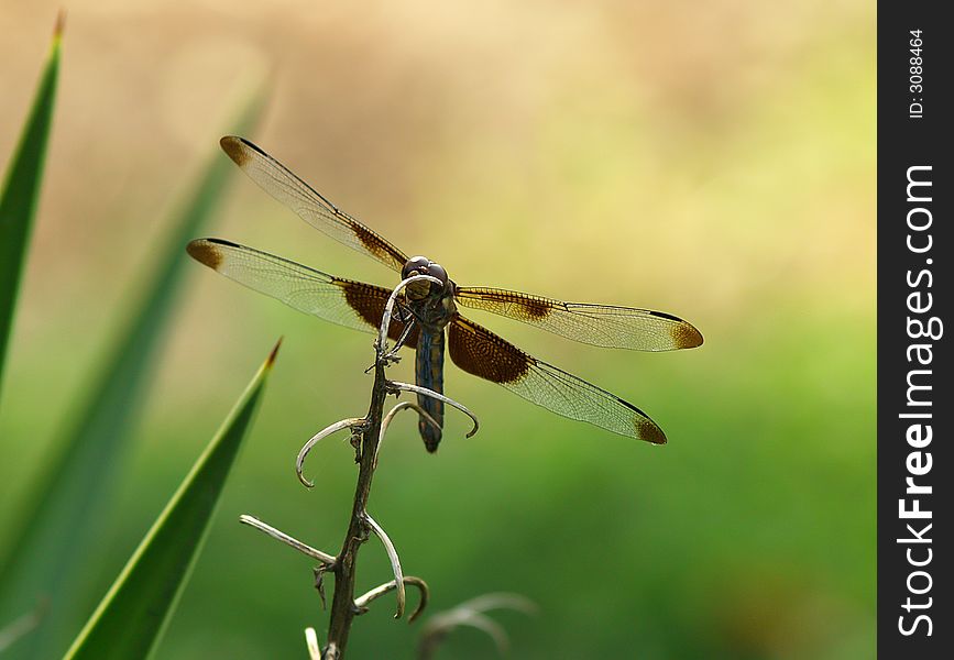 A big dragonfly takes a break and gives his wings a rest from flying all day.