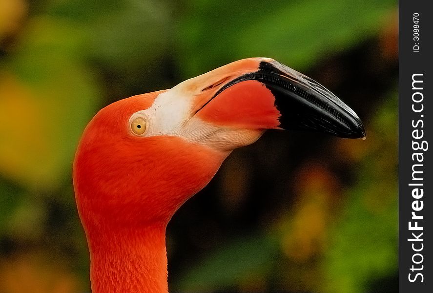 Portrait of flamingo with greenish background. Portrait of flamingo with greenish background