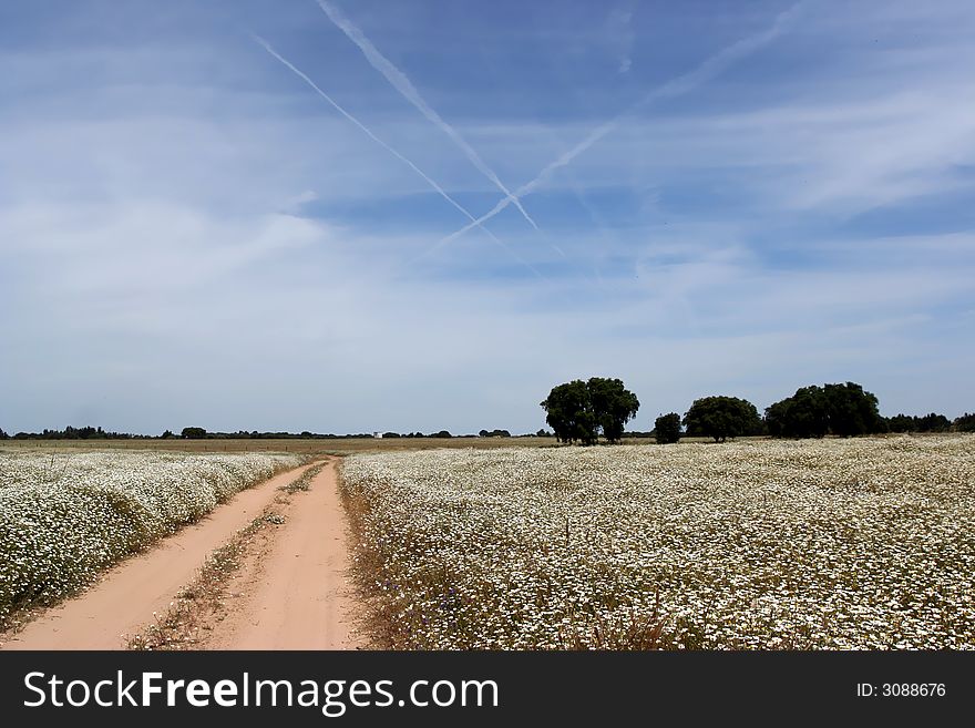Landscape with blue sky and flowers in Alentejo, Portugal