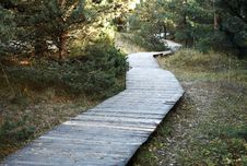 Wooden Walkway In The Forest Stock Photo Wooden Walkway In The Forest Stock Photo