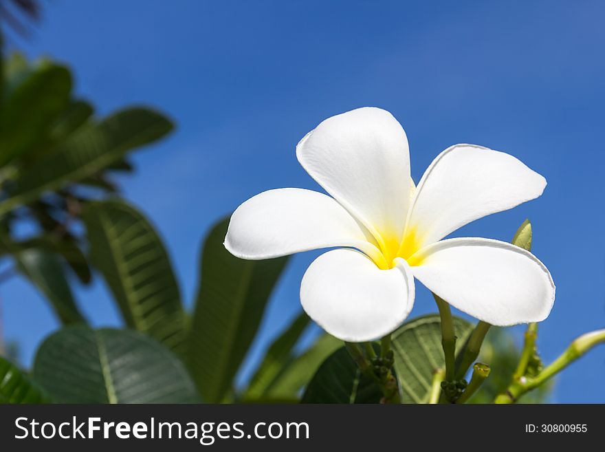 Close up of frangipani flower or Leelawadee flower