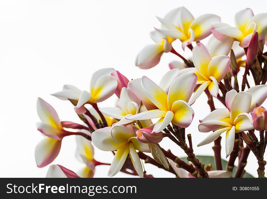 Close up of frangipani flower or Leelawadee flower