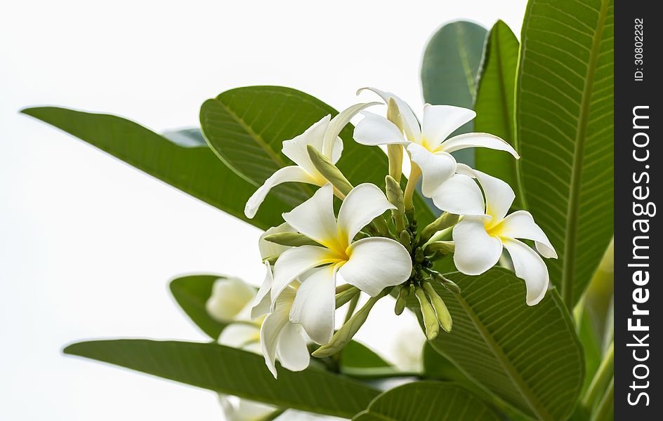 Beautiful white flower in thailand, Lan thom flower