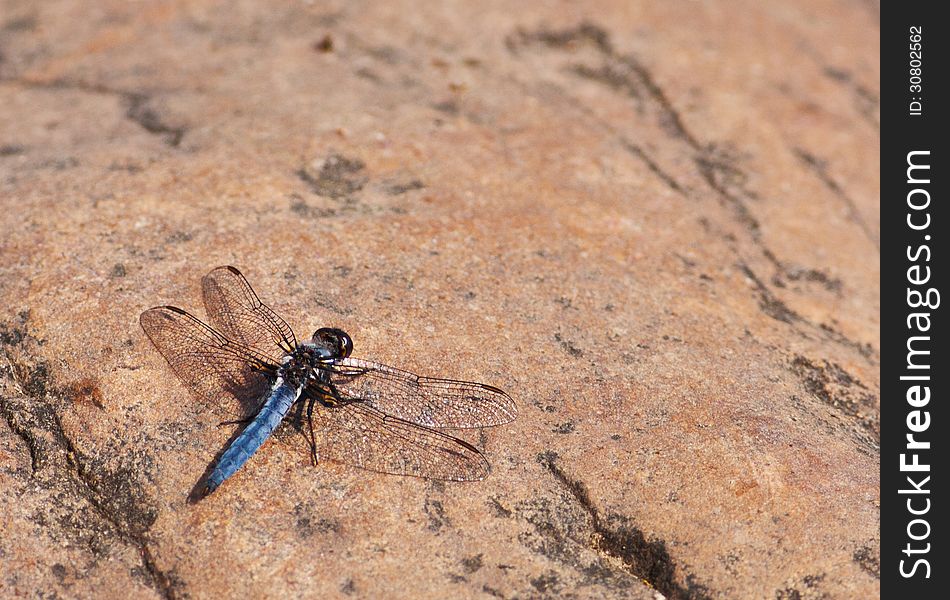 Blue Corporal Dragonfly (Ladona deplanata) basking on a rock