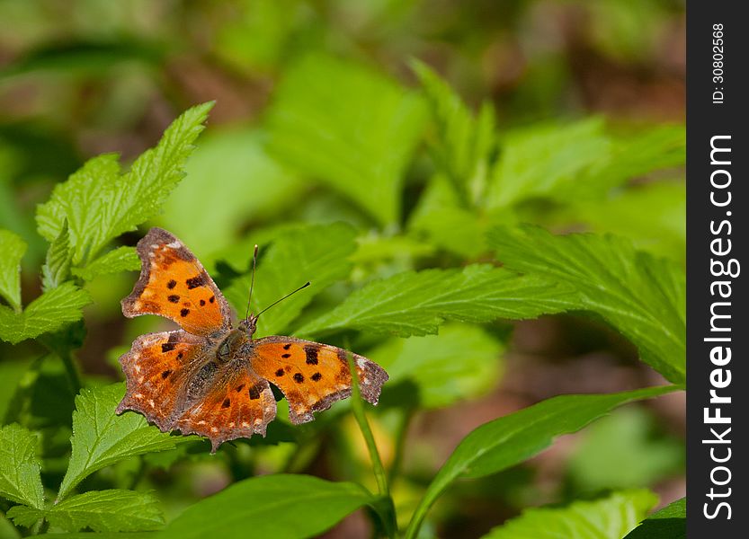 Eastern Comma Butterfly (Polygonia comma) sitting on a leaf