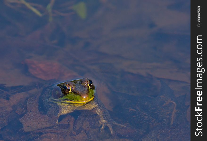 Green Frog (Lithobates clamitans) sitting in a pond